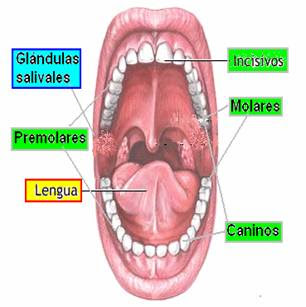 remedios caseros para la inflamacion de las glandulas salivales remedios caseros para la inflamacion de las glandulas salivales